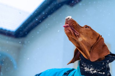 Oyuncu Vizsla köpeği dilini çıkarıp kar yiyor. Mavi kışlık ceket giyen güzel Vizsla köpeği açık havada karlı günün tadını çıkarıyor..