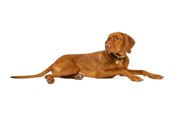 Beautiful Hungarian Vizsla Full Length Studio Portrait Dog Wearing Pet — Stock Photo, Image