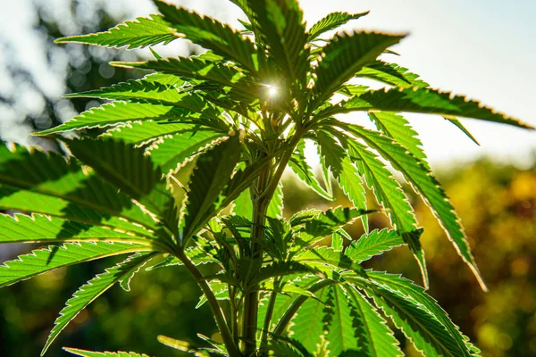 Cannabis Planta Fundo Cannabis Sativa Maconha Medicinal Fitoterapia — Fotografia de Stock