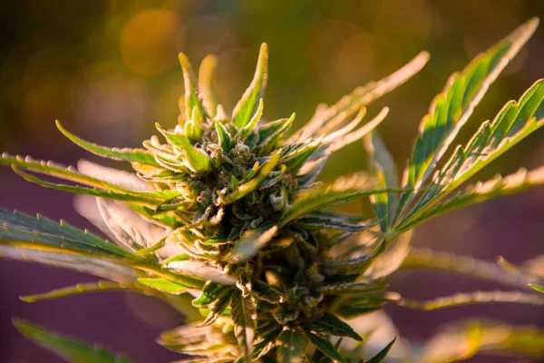 Cannabis Planta Luz Dourada Verão Fundo Maconha Flor Broto Cannabis — Fotografia de Stock