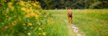 Sevimli mutlu vizsla köpek çiçek dolu çayır üzerinden çalışan. Mutlu köpek portre açık havada.