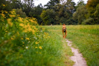 Sevimli mutlu vizsla köpek çiçek dolu çayır üzerinden çalışan. Mutlu köpek portre açık havada.