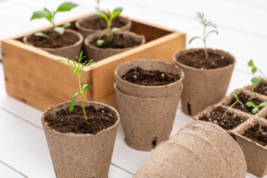 Çiçek tohumları, beyaz ahşap arka planda biyolojik olarak çözünebilir yosun kaplarında yetişiyor. Sıfır atık, geri dönüşüm, plastik serbest bahçe konsepti.