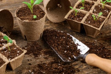 Potted flower seedlings growing in biodegradable peat moss pots. Zero waste, recycling, plastic free concept.