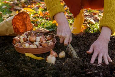 Woman planting tulip bulbs in a flower bed during a beautiful sunny autumn afternoon. Growing tulips. Fall gardening jobs background. clipart