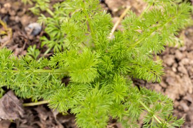 Nigella Damascena, sisli bitkilerde aşk olarak da bilinir. Geleneksel soğuk Nigella tohumları. Güzel kır evi tarzı çiçek..