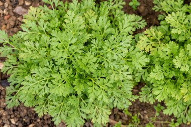 Tanasetum partenyum. Genç Feverfew bitkileri. Kulübe tarzı buketlerde doldurucu çiçek olarak kullanılır..