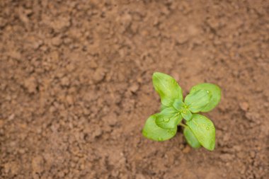 Çiçek tarlasına yerleştirilmiş tek bir aslanağzı tohumu, fotokopi alanı olan üst manzara..