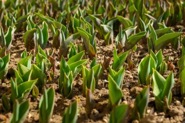 Laleler. Bahçe yatağına yeni filizlenmiş laleler. Bahar çiçekleri. lalelerin arka planı.