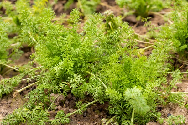 Nigella Damascena, sisli bitkilerde aşk olarak da bilinir. Geleneksel soğuk Nigella tohumları. Güzel kır evi tarzı çiçek..