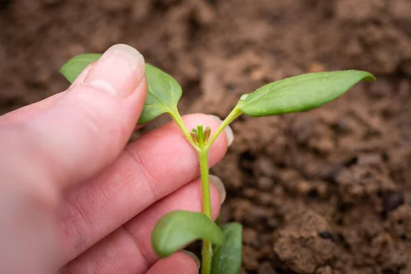 Beliscar Flores Beliscar Cortar Uma Parte Crescimento Novas Plantas Incentiva — Fotografia de Stock