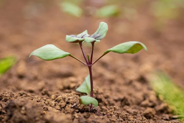 Štípání Květin Štípání Nebo Odřezávání Části Růstu Nových Rostlin Povzbuzuje — Stock fotografie