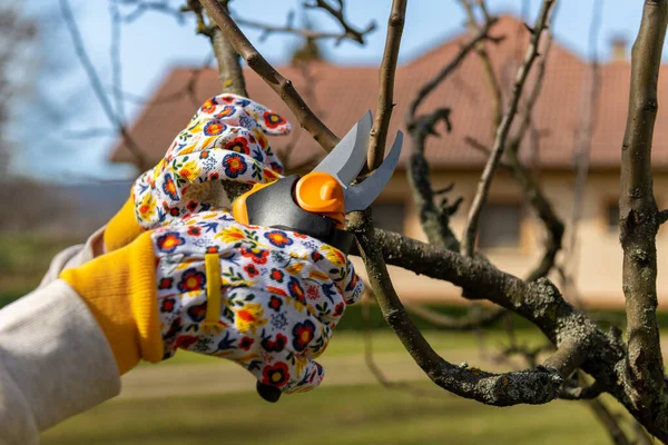 Wanita Tak Dikenal Yang Memangkas Pohon Buah Tangan Dengan Pemangkasan — Stok Foto