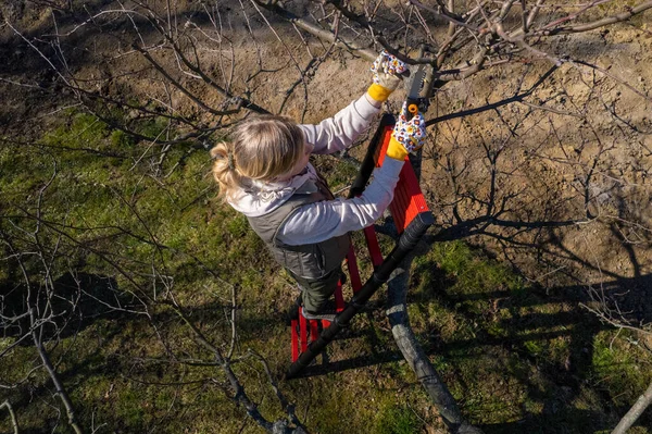 はしごから彼女の庭で果物の木を剪定する女性の空中ビュー 春の園芸の仕事 — ストック写真
