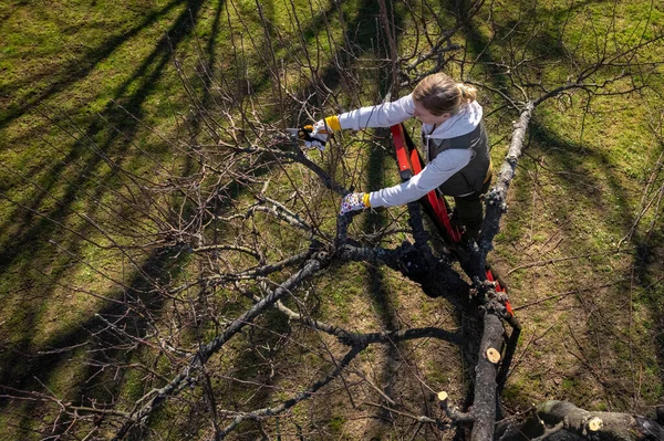 Vista Aérea Una Mujer Poda Árboles Frutales Jardín Desde Una —  Fotos de Stock