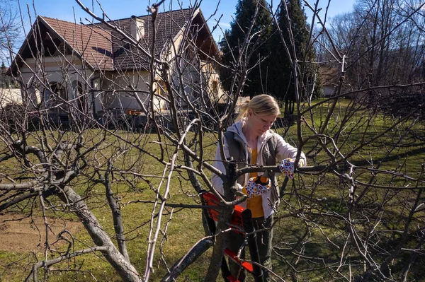 Aerial View Woman Pruning Fruit Trees Her Garden Ladder Springtime — Stock Photo, Image