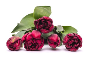 Zarif, zengin, kadife, siyah, bordo palmira laleler beyaz arka planda beyaz vazoda bahar buketi. Bahar laleleri. Lale buketi kesilmiş..