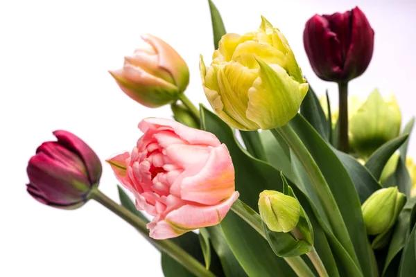 Elegante Ramo Primavera Tulipanes Mixtos Cerca Sobre Fondo Blanco Tulipanes —  Fotos de Stock