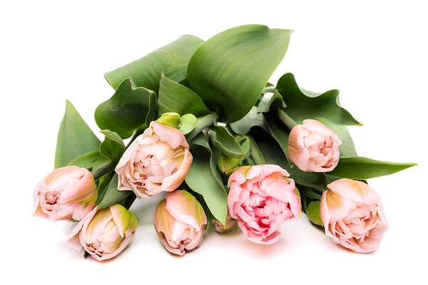 Elegant Pastel Pink Dreamer Tulips Close Spring Tulips Tulips Bouquet — Stock Photo, Image