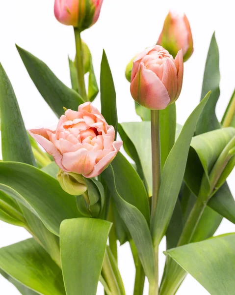 Elegante Pastel Rosa Tulipanes Dreamer Cerca Tulipanes Primavera Ramo Tulipanes —  Fotos de Stock