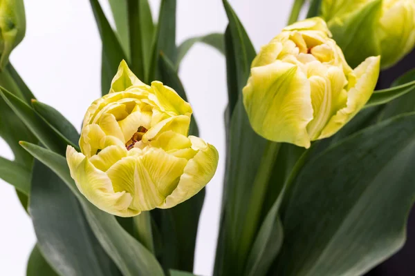 Elegante Suave Cremoso Amarillo Verde Verona Tulipanes Ramo Primavera Sobre —  Fotos de Stock