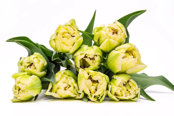 Elegant Soft Creamy Yellow Green Verona Tulips Spring Bouquet White — Stock Photo, Image