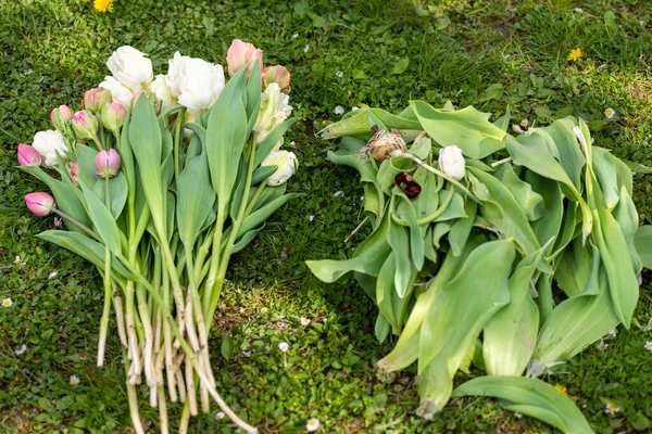 Spesiyalitemiz Çiçek Lalelerini Kesip Temizlemek Taze Toplanmış Temizlenmiş Lale Arka — Stok fotoğraf