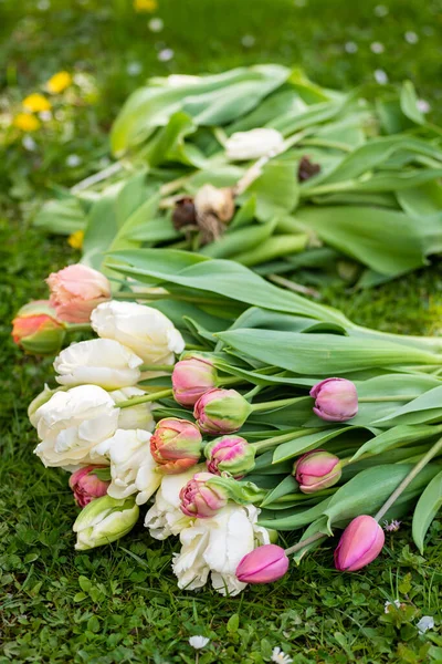 Specialty cut flower tulips harvest and clean up. Freshly picked and cleaned tulips background.