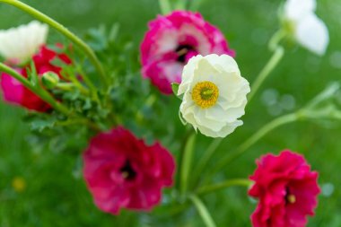 Bir buket güzel İran düğün çiçeği, Ranunculus asiaticus. Bahar çiçekleri. Ranunculus çiçekleri.