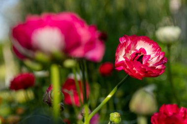 Ranunculus çiçeği arka planı. Güzel pembe İran düğün çiçekleri, Ranunculus asiaticus. Bahar çiçekleri. Ranunculus çiçek tarlası. Çiçekleri kes bahçeyi kes.