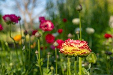 Ranunculus çiçeği arka planı. Fars düğün çiçeğiyle dolu bahçe yatağı, Ranunculus asiaticus. Bahar çiçekleri. Ranunculus çiçek tarlası. Çiçekleri kes bahçeyi kes.