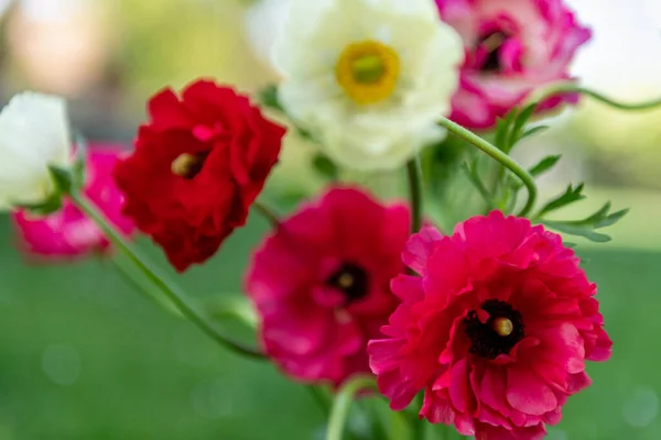 Bukiet Pięknych Pojedynczych Perskich Jaskrów Ranunculus Asiaticus Wiosenne Kwiaty Kwiaty — Zdjęcie stockowe