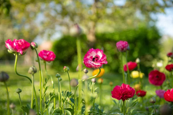 Ranunkeln Blühen Hintergrund Gartenbeet Voller Schöner Einzelner Persischer Ranunkeln Ranunculus — Stockfoto