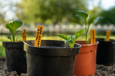 Çiçek tarlasına yıldız çiçeği ekiyorum. Süs bahçesinde suni dalya yumrusu..