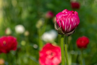 Ranunculus çiçeği arka planı. Güzel pembe İran düğün çiçekleri, Ranunculus asiaticus. Bahar çiçekleri. Ranunculus çiçek tarlası. Çiçekleri kes bahçeyi kes.