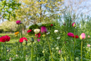 Fars düğün çiçeğiyle dolu bahçe yatağı, Ranunculus asiaticus. Bahar çiçekleri. Ranunculus çiçek tarlası. Çiçekleri kes bahçeyi kes.