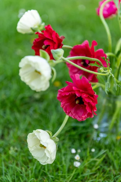 Ramo Hermosas Tazas Mantequilla Persas Individuales Ranunculus Asiaticus Flores Primavera —  Fotos de Stock