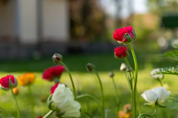 Ranunculus Kwiaty Tle Łóżko Ogrodowe Pełne Pięknych Pojedynczych Perskich Jaskrów — Zdjęcie stockowe