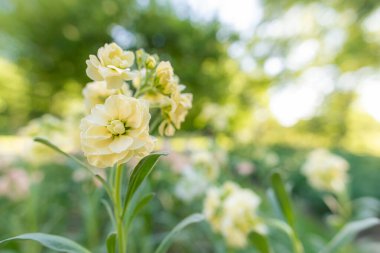 Matthiola incana, ya da yaygın olarak Stock olarak bilinir. Pastel kremalı, sarı çifte desenli çiçekler, yüksek kokulu olarak bilinir. Sığ odaklı Matthiola arkaplanı.