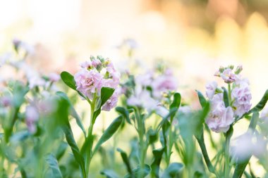 Matthiola incana, ya da yaygın olarak Stock olarak bilinir. Güzel pastel pembe çift desenli çiçekler, yüksek kokulu olarak bilinir. Sığ odaklı Matthiola arkaplanı.