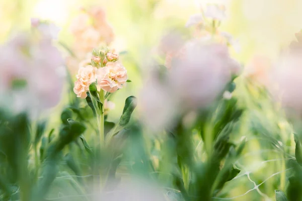 Matthiola Incana Comumente Chamado Stock Lindos Blush Flores Coloridas Caldo — Fotografia de Stock