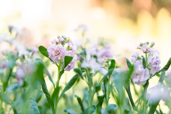 Matthiola Incana Oder Allgemein Als Stock Bezeichnet Schöne Pastellrosa Blüten — Stockfoto