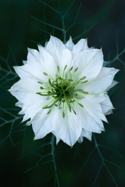 Nigella Damascena Liebe Nebel Oder Teufel Busch Weiße Nigella Blüten — Stockfoto