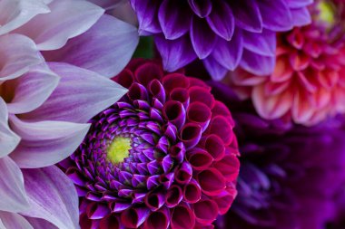 Dahlia arka planda çiçek açıyor. Renkli yıldız çiçekleri kapanıyor. Çiçek arka planı.