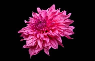 Güzel bir tek Cafe Au Lait Royal yemek tabağı olan Dahlia Bloom 'un stüdyo portresi, siyah arka planda izole edilmiş. İzole edilmiş yıldız çiçeği.