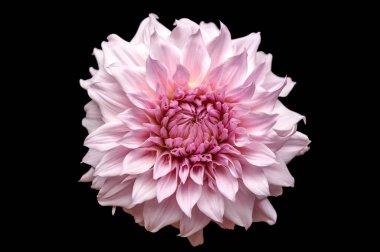 Güzel bir Shiloh Noelle yemek tabağının stüdyo portresi. Dahlia çiçek açmış, siyah arka planda izole edilmiş. İzole edilmiş yıldız çiçeği.