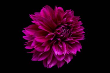 Thomas Edisson Dahlia 'nın güzel bir single' ının stüdyo portresi. Siyah arka planda izole edilmiş. İzole edilmiş yıldız çiçeği.