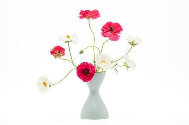 Beyaz arka planda beyaz vazoda zarif karışık ranunculus bahar buketi. Bahar çiçekleri. Ranunculus buketi kesilmiş..