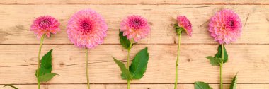 Çiçek arkaplan. Pembe koşucu yıldız çiçekleri ahşap arka planda sıralanmış..