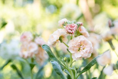 Matthiola incana, ya da yaygın olarak Stock olarak bilinir. Güzel, şeftali renginde, çift desenli, çok güzel kokulu çiçekler. Sığ odaklı Matthiola arkaplanı.